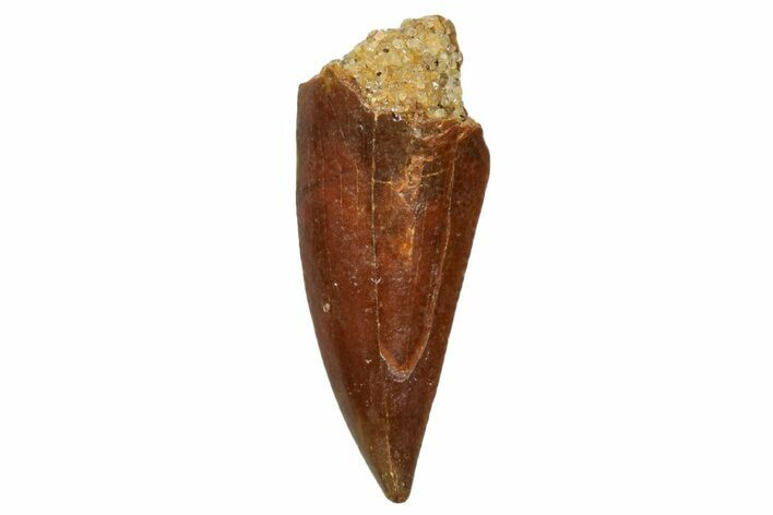 Bargain, , Raptor Tooth - Real Dinosaur Tooth #259077